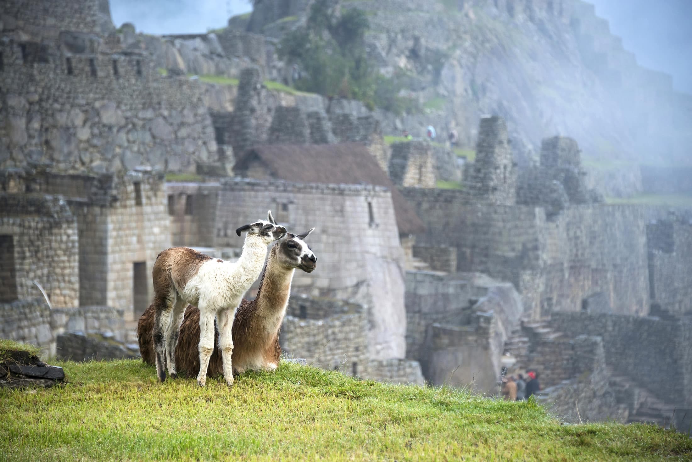 Llamas laying down at Machu Picchu