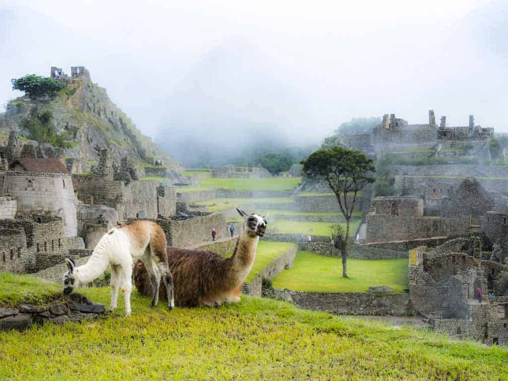 Llamas grazing on the terraces at Machu Picchu