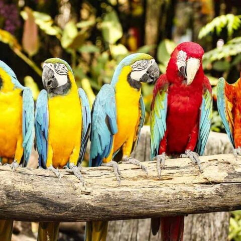 Amazon birds staying on a log.