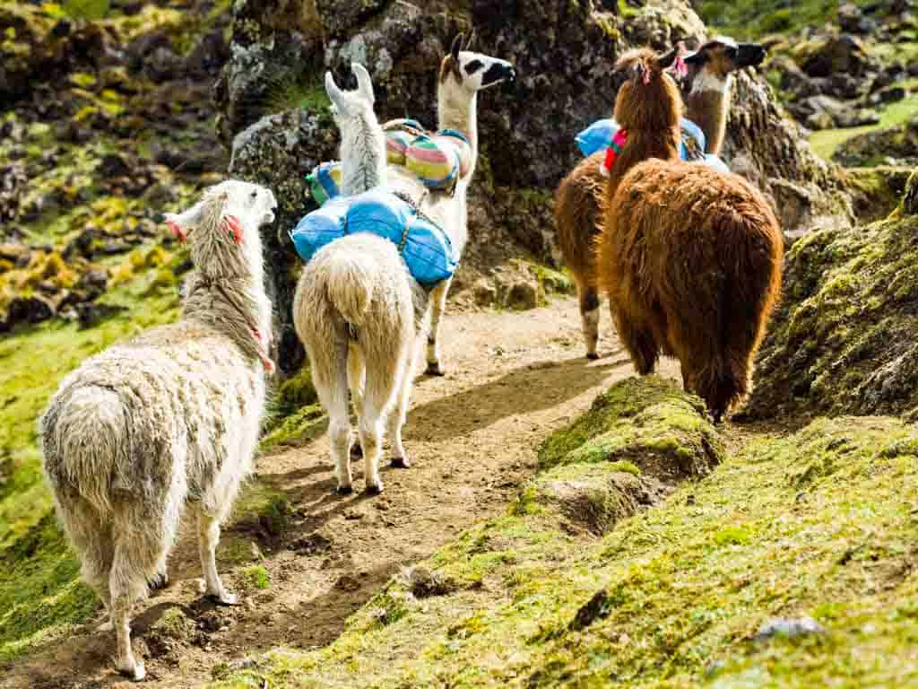 Llamas in the Inca Trail